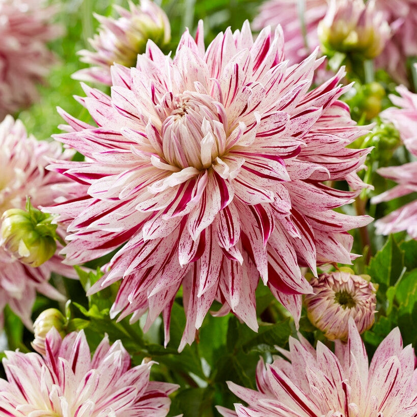 Dahlia Dekorativ Avignon 1-pack